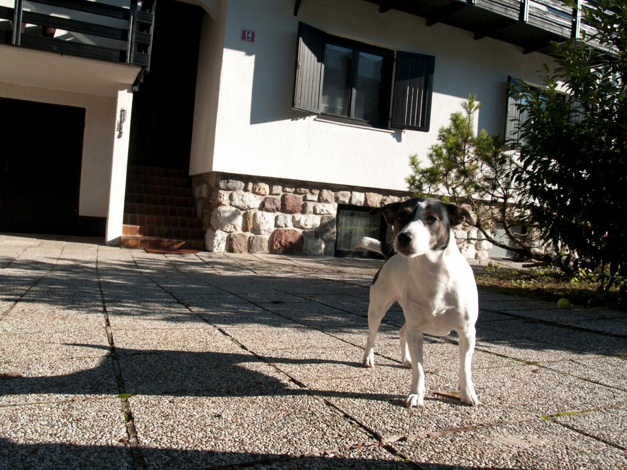 Apartments Otasevic Kranjska Gora Dış mekan fotoğraf